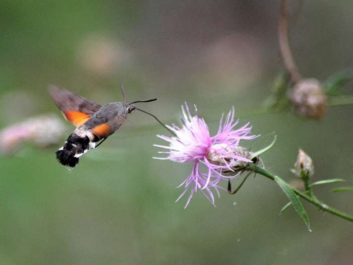La bellezza � nei colori ma la grazia � nel volo